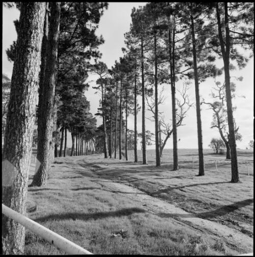 The old driveway lined by a row of pines at Lindsay Park, South Australia, ca. 1970 [picture] / Wes Stacey