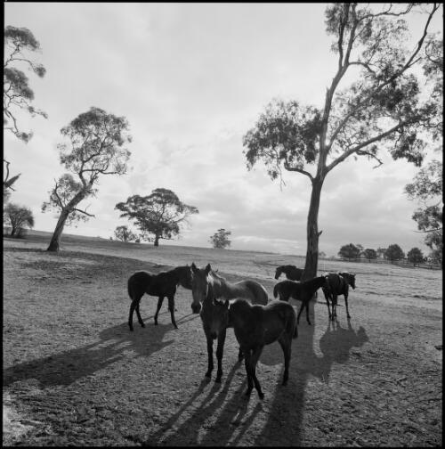 Horses in paddock at Lindsay Park, South Australia, ca. 1970 [picture] / Wes Stacey