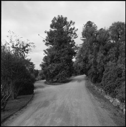 Entrance driveway of Lindsay Park, South Australia, ca. 1970 [picture] / Wes Stacey