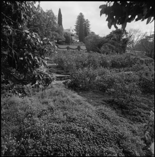 View from lower garden of homestead at Lindsay Park, South Australia, ca. 1970 [picture] / Wes Stacey