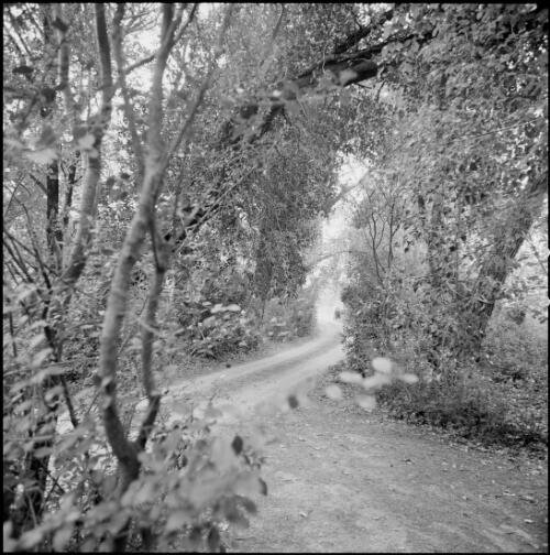 Driveway at Manar, Braidwood, New South Wales, ca. 1970 [picture] / Wes Stacey