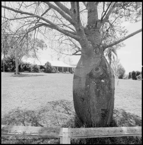 Mundoolun Homestead, bottle tree in foreground, Queensland, ca. 1970 [picture] / Wes Stacey