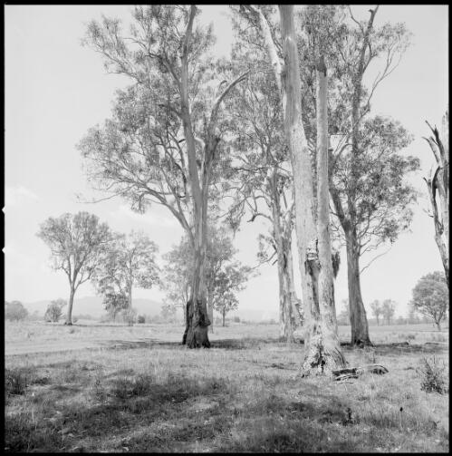 Landscape view over paddocks at Mundoolun Homestead, Beaudesert, Queensland, ca. 1970 [picture] / Wes Stacey