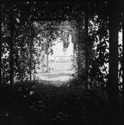 View through arbour to gateway of Mundoolun Homestead, Beaudesert, Queensland, ca. 1970 [picture] / Wes Stacey