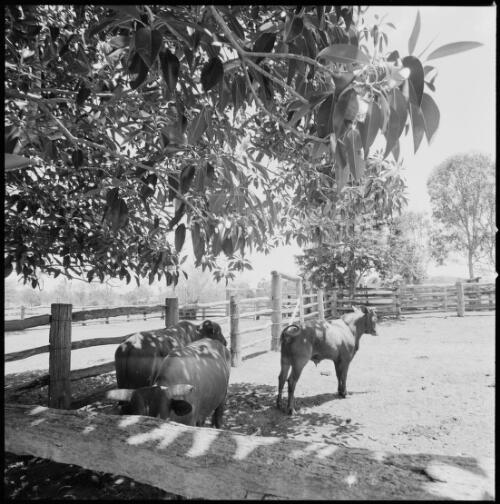 Cattle in the yards at Mundoolun Homestead, Beaudesert, Queensland, ca. 1970 [picture] / Wes Stacey