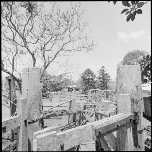 Construction detail of cattle yards at Mundoolun Homestead, Beaudesert, Queensland, ca. 1970 [picture] / Wes Stacey