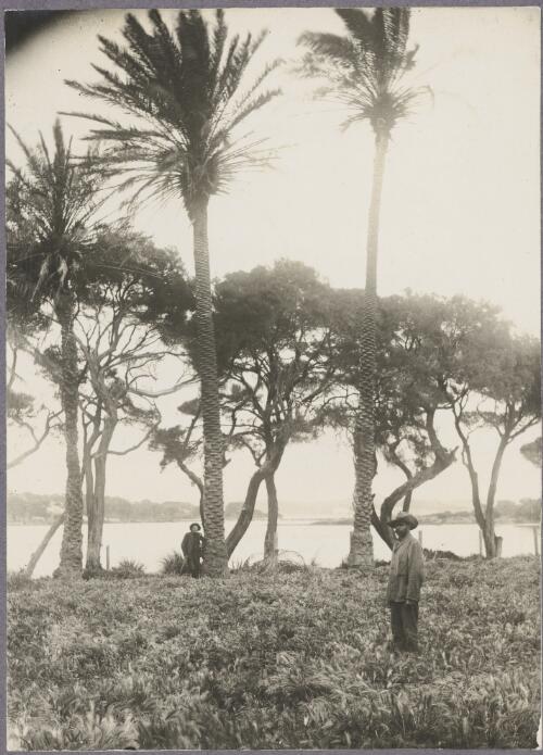 Date palms and two men by a salt lake, Rottnest Island, Western Australia, ca. 1915 [picture] / Karl Lehmann