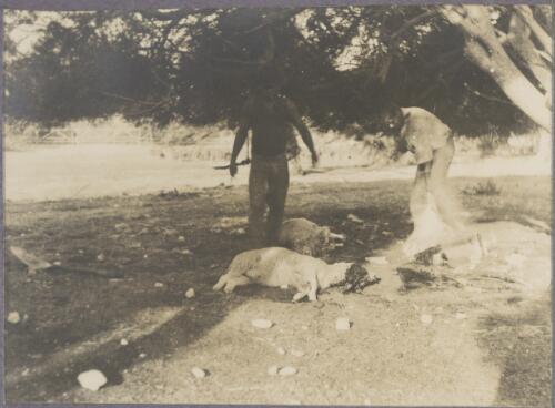 Two Aboriginal men slaughtering sheep, Rottnest Island, Western Australia, ca. 1915, 1 [picture] / Karl Lehmann