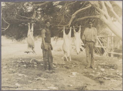Two Aboriginal men slaughtering sheep, Rottnest Island, Western Australia, ca. 1915, 2 [picture] / Karl Lehmann