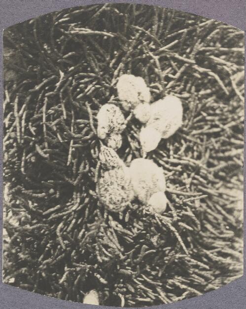 Young swallows in a nest, Rottnest Island, Western Australia, ca. 1915 [picture] / Karl Lehmann