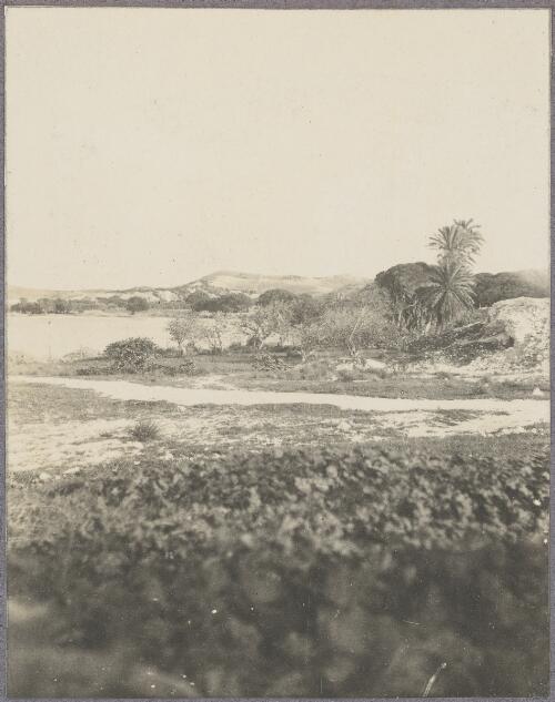 Date palms and fig trees, Rottnest Island, Western Australia, ca. 1915 [picture] / Karl Lehmann