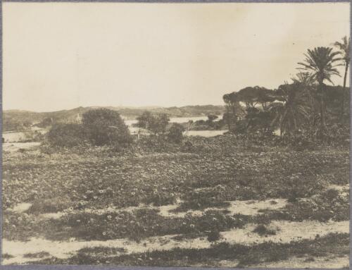 Date palms near the salt lake, Rottnest Island, Western Australia, ca. 1915 [picture] / Karl Lehmann