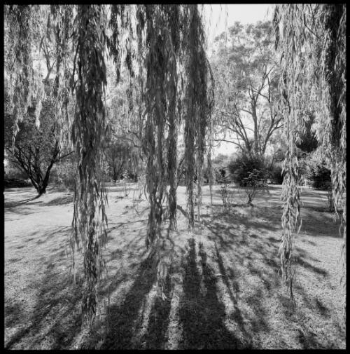Gardens of Dobikin Homestead, Moree, New South Wales, ca. 1970 [picture] / Wes Stacey