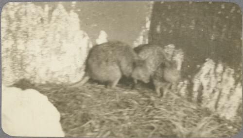 Quokkas kept by Karl Lehmann, Rottnest Island, Western Australia, ca. 1915, 1 [picture] / Karl Lehmann