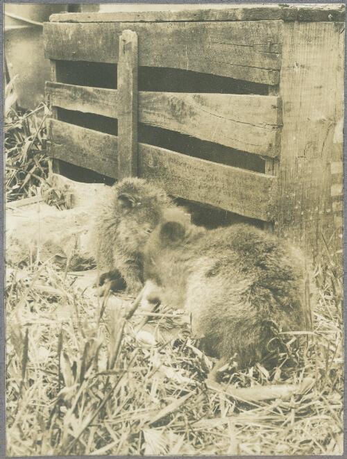 Quokkas kept by Karl Lehmann, Rottnest Island, Western Australia, ca. 1915, 2 [picture] / Karl Lehmann