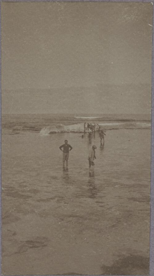 Internees looking at a beached whale carcass in shallow water, Rottnest Island, Western Australia, ca. 1915 [picture] / Karl Lehmann