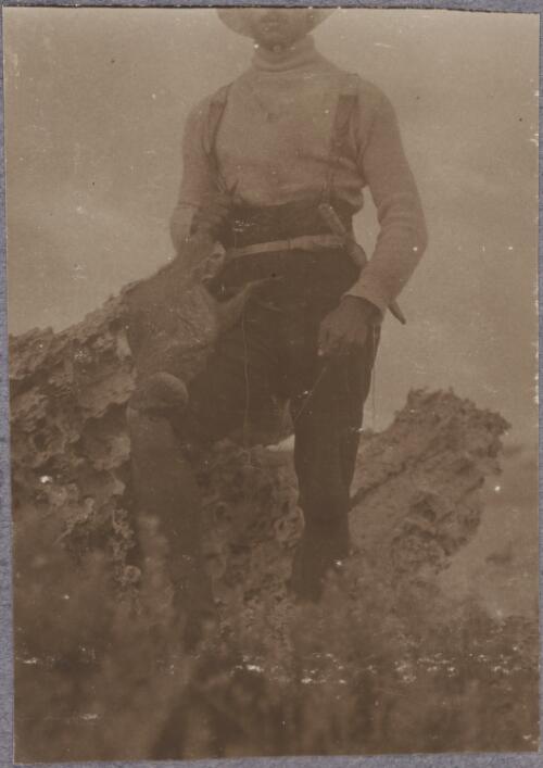 Karl Lehmann hunting quokkas, Rottnest Island, Western Australia, ca. 1915 [picture]