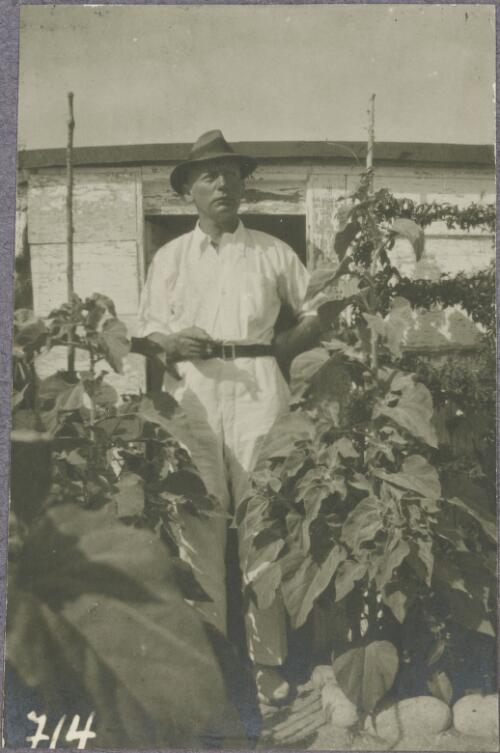 Man standing in a small vegetable garden with the barracks in the background, Trial Bay, New South Wales, ca.1917 [picture]