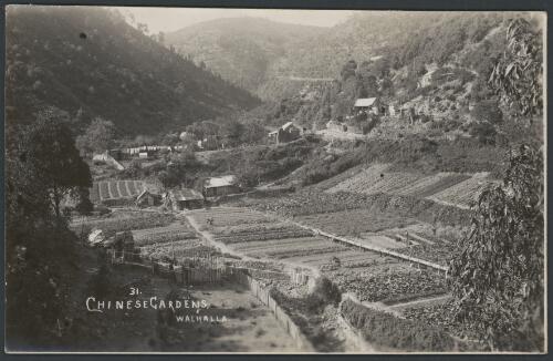Chinese vegetable gardens, Walhalla, Victoria, ca. 1905 [picture]