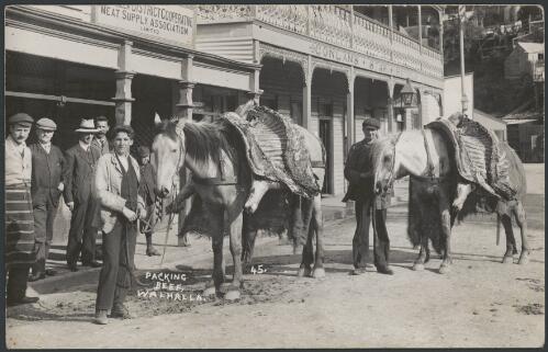 Horses carrying sides of beef over their backs, Walhalla, Victoria, ca. 1905 [picture]