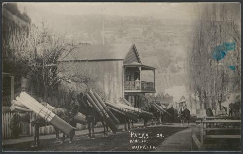Horses loaded with packs of pipes, Walhalla, Victoria, 1906? [picture] / W.H. Lee