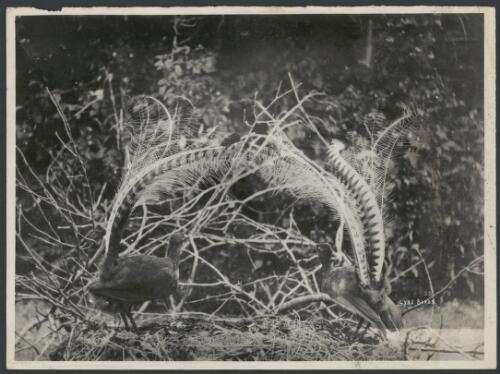Lyre birds, ca. 1900? [picture]