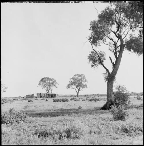 Hut, Wilcannia, New South Wales, ca. 1970 [picture] / Wes Stacey