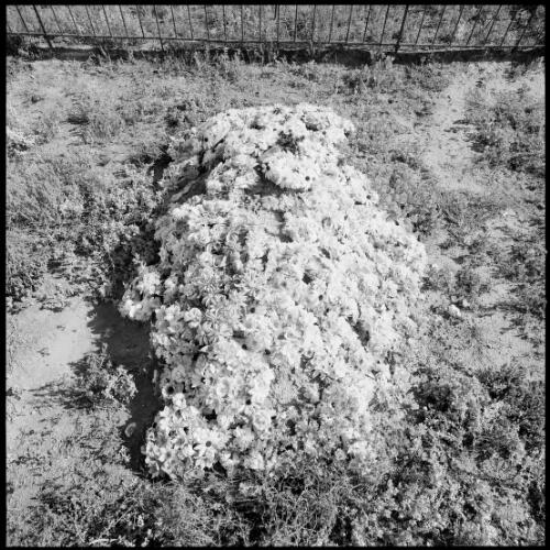 Flower covered grave, Wilcannia Cemetery, Wilcannia, New South Wales, ca. 1970 [picture] / Wes Stacey