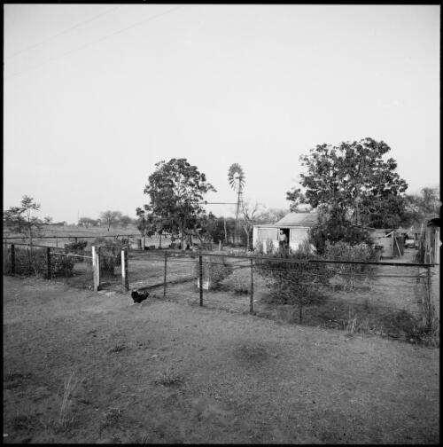 Cottage and front yard, Ravenswood, Queensland, ca. 1970 [picture] / Wes Stacey