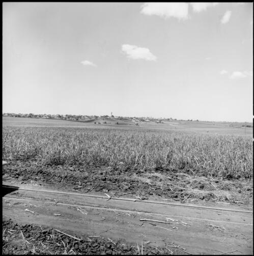 View over sugar cane to distant town of Childers, Queensland, ca. 1970 [picture] / Wes Stacey