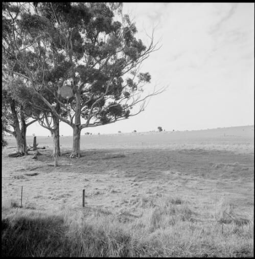 Cleared paddocks, Mintaro, South Australia, ca. 1970 [picture] / Wes Stacey
