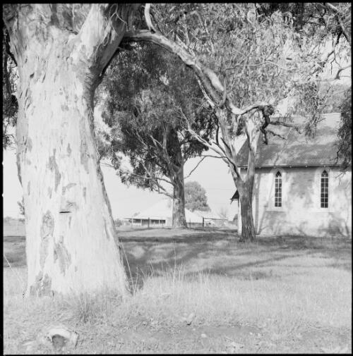 Church hall and distant houses viewed through eucalypts, Mintaro, South Australia, ca. 1970 [picture] / Wes Stacey