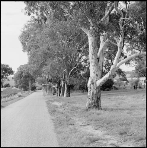 View along road leading to Mintaro, South Australia, ca. 1970 [picture] / Wes Stacey