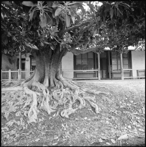 View past fig tree to shopfronts, Mintaro, South Australia, ca. 1970 [picture] / Wes Stacey