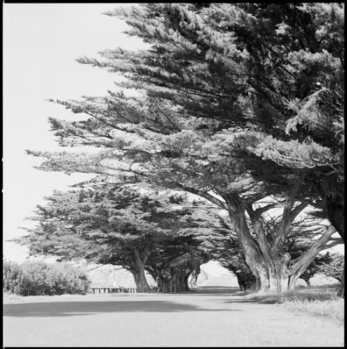 Street lined with cypress trees, Port Fairy, Victoria, ca. 1970 [picture] / Wes Stacey