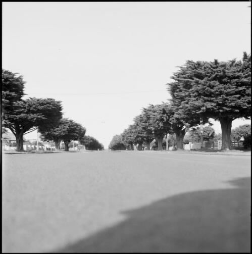 View north along Cypress tree lined street, Port Fairy, Victoria, ca. 1970 [picture] / Wes Stacey