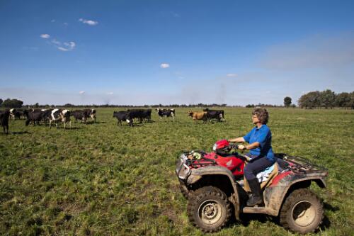 Ros Galt mustering dairy cows on a quad-bike, Shepparton, Victoria, 28 March 2011 [picture] / Dave Tacon