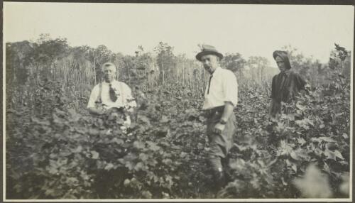 Three men standing in a cotton crop, New South Wales, 1923 [picture] / Samuel Ware