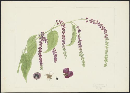 Deeringia amaranthoides (Lam.) Merr., family Amaranthaceae, Richmond River, New South Wales, ca. 1875 / [picture] R.D. FitzGerald