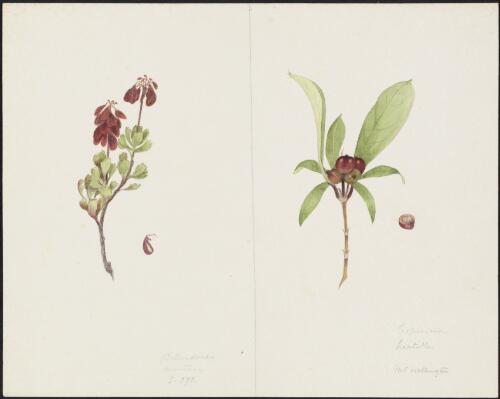 Bellendena montana R.Br., family Proteaceae and Coprosma hirtella Labill.,family Rubiaceae, Mount Wellington, Tasmania, ca. 1875 [picture] Robert David FitzGerald