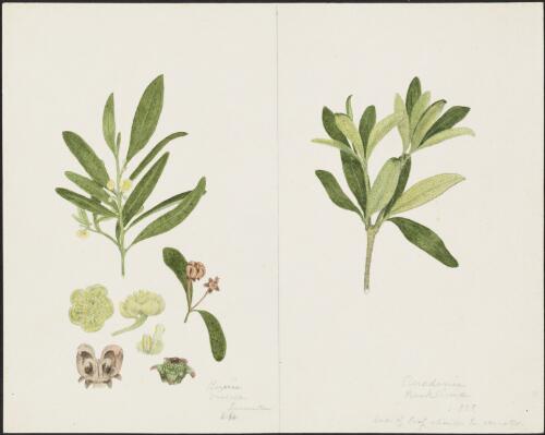 Beyeria viscosa (Labill.) Miq., family Euphorbiaceae and Acradenia frankliniae Kippst, family Rutaceae [picture] Robert David FitzGerald