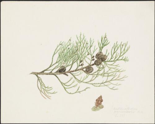 Callitris pyramidalis (Miq.) J.E.Piggin and J.J.Bruhl, family Cupressaceae, Western Australia [picture] / Robert David FitzGerald