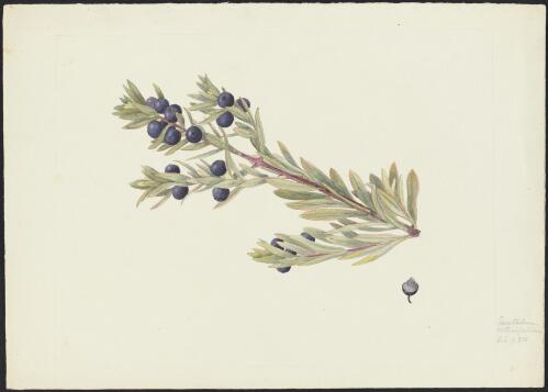 Santalum obtusifolium R.Br., family Santalaceae [picture] / Robert David FitzGerald