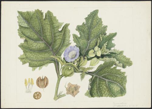 Nicandra physalodes (L.) Gaertn., family Solanaceae [picture] / Robert David FitzGerald