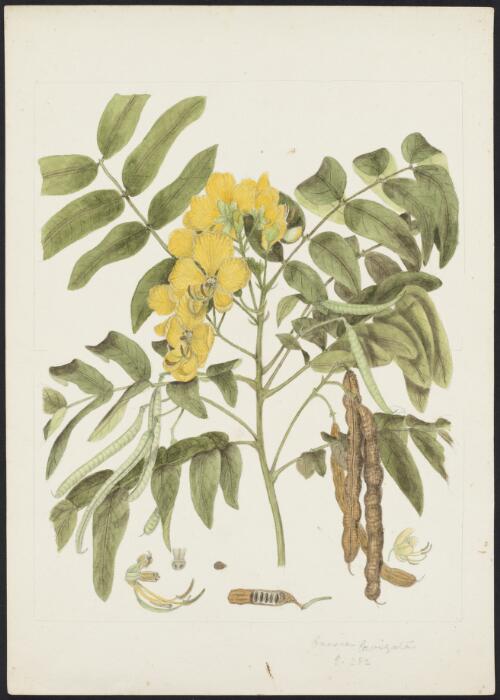 Senna septemtrionalis (Viv.) H.S.Irwin and Barneby, family Fabaceae, subfamily Caesalpinioideae [picture] Robert David FitzGerald