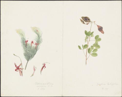 Adenanthos sericeus Labill., family Proteaceae and Goodia lotifolia Salisb., family Fabaceae, Western Australia [picture] / Robert David FitzGerald