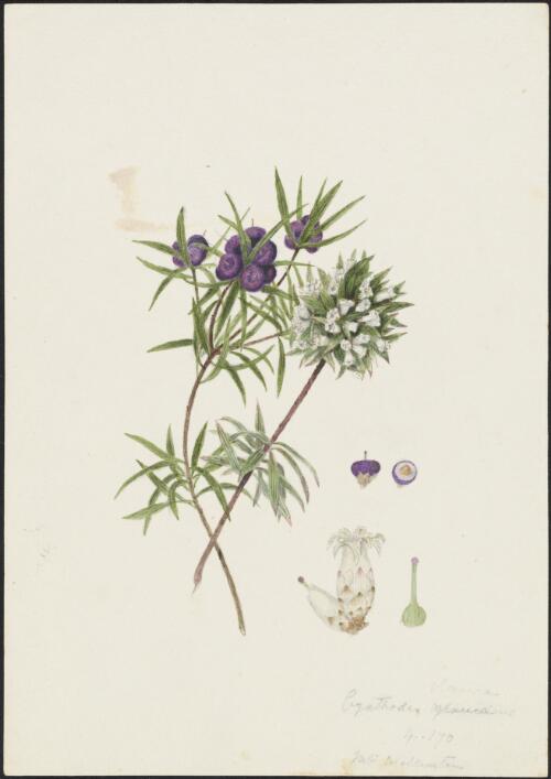 Cyathodes glauca Labill., family Ericaceae, Mount Wellington, Tasmania, ca. 1865 [picture] / R.D. FitzGerald