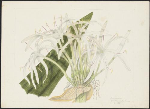 Crinum pedunculatum R.Br., family Amaryllidaceae, ca. 1875 [picture] / R.D. FitzGerald