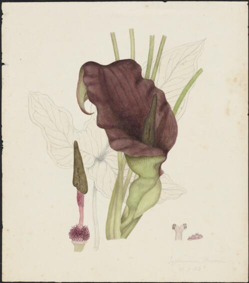 Typhonium brownii Schott, family Araceae [picture] / Robert David FitzGerald