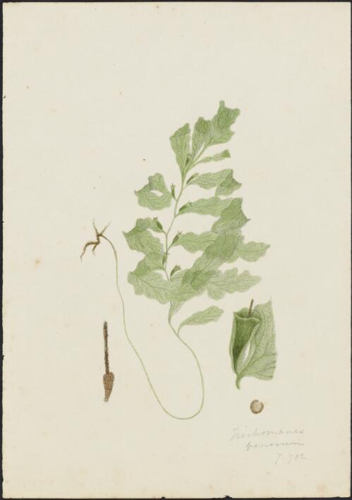 Crepidomanes venosum (R.Br.) Bostock, family Hymenophyllaceae, ca. 1875 [picture] / R.D. FitzGerald